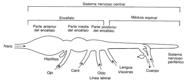 Plan general del S. Nervioso de peces